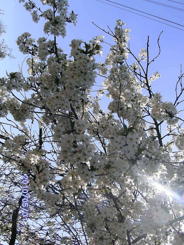 Весна в Зеленьках - Зеленьки