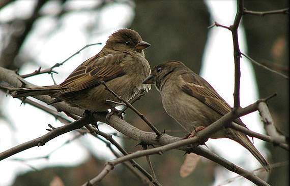 Природа края - Верхняя Мануйловка
