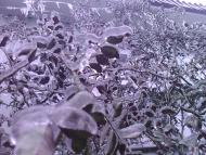 Лід в Гуничах