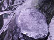 Лід в Гуничах