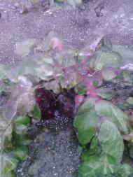 Лід в Гуничах