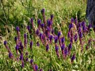 село Новоандріївка