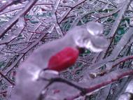 Лід в Гуничах