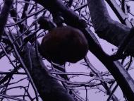 Лід в Гуничах