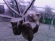 Лід в Гуничах