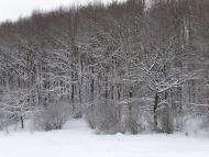 Сільські краєвиди