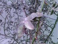 Лід в Гуничах