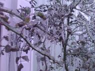 Лід в Гуничах