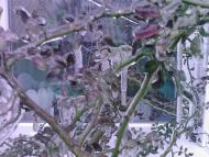 Лід в Гуничах