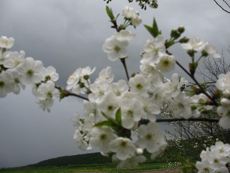 Перевозець - Перевозец