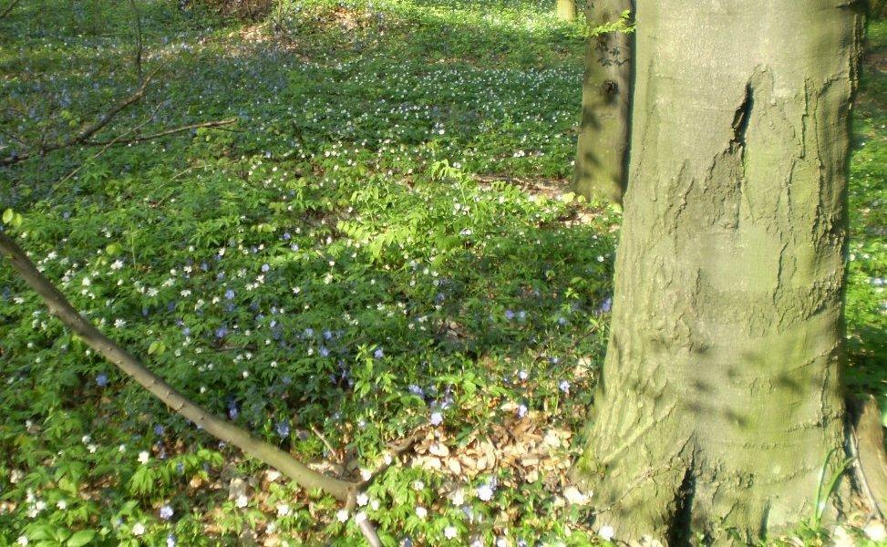 Березинка. Дендрарій. - Березинка