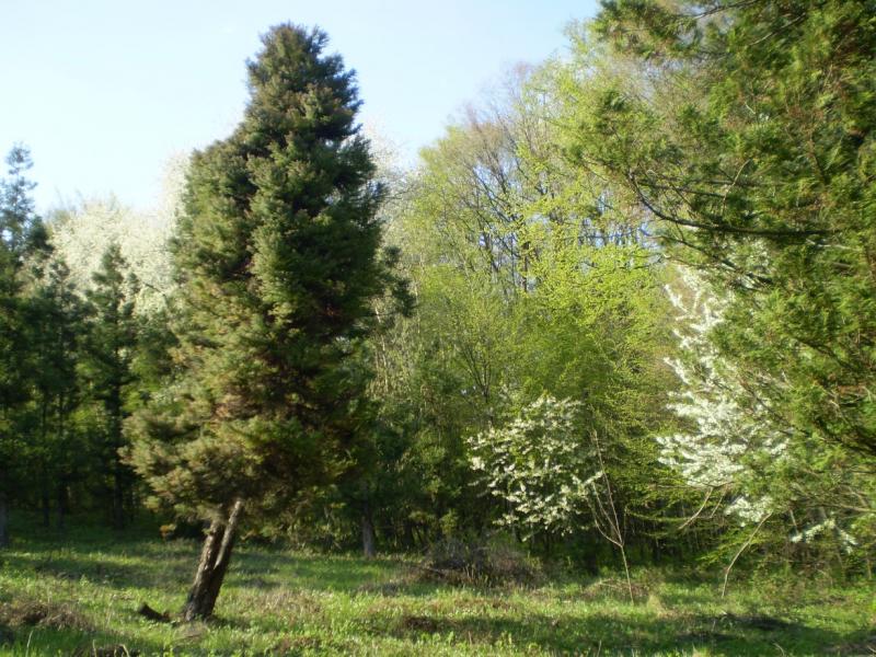 Березинка. Дендрарій. - Березинка