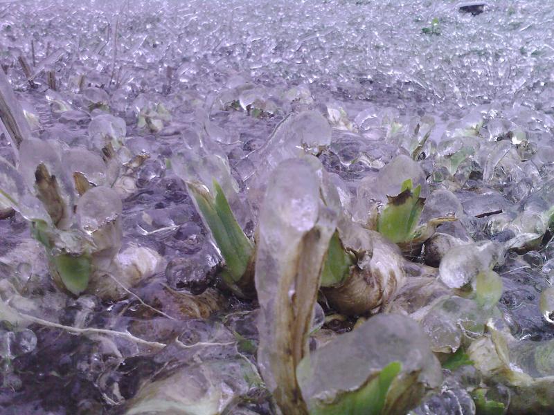 Лід в Гуничах - Гуничи