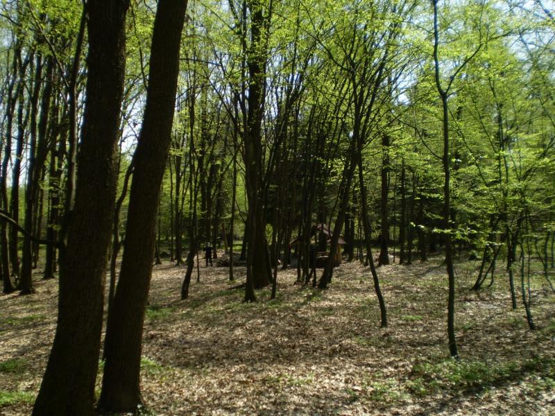 Березинка. Дендрарій. - Березинка