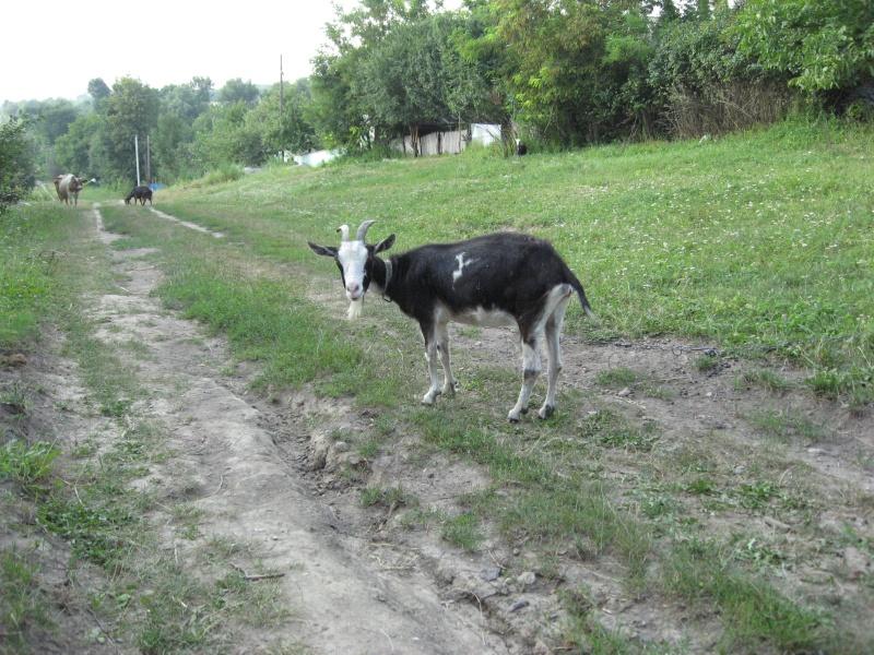 Скоморошки Вiнницька область - Скоморошки
