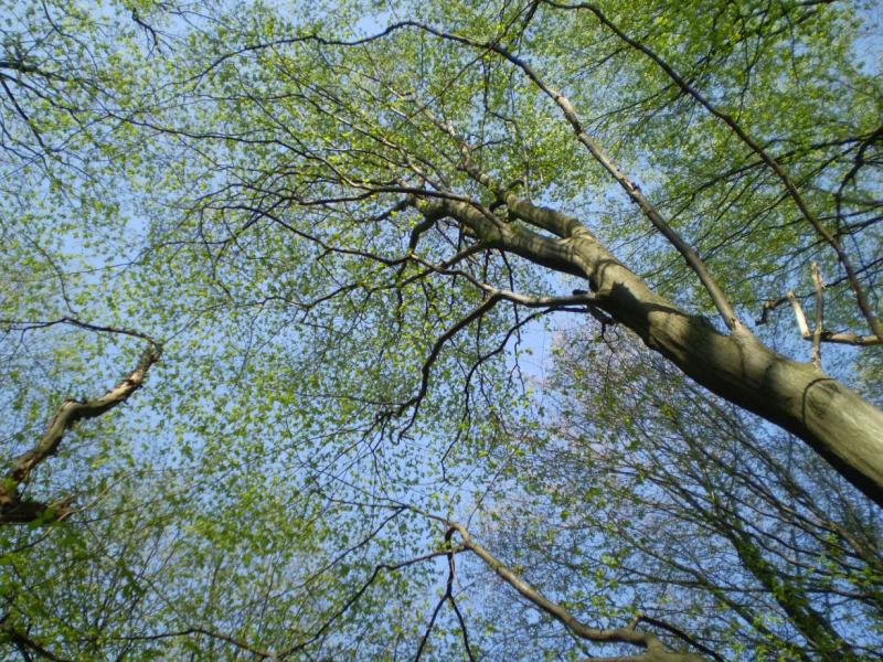 Березинка. Дендрарій. - Березинка