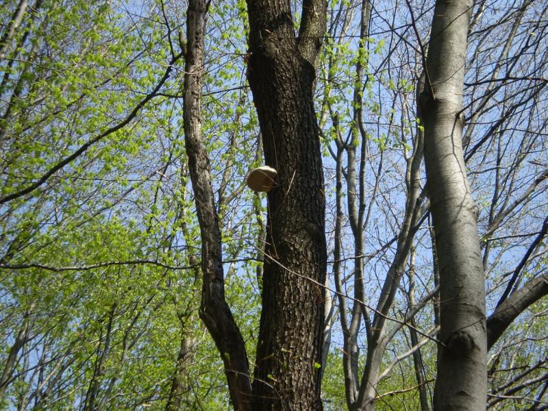Березинка. Дендрарій. - Березинка