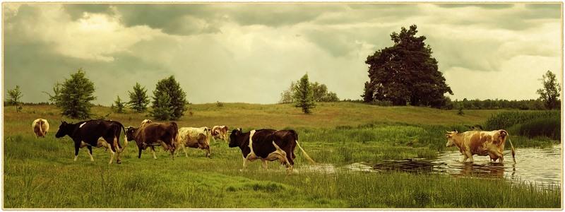 Жизнь и быт села - Петрівка