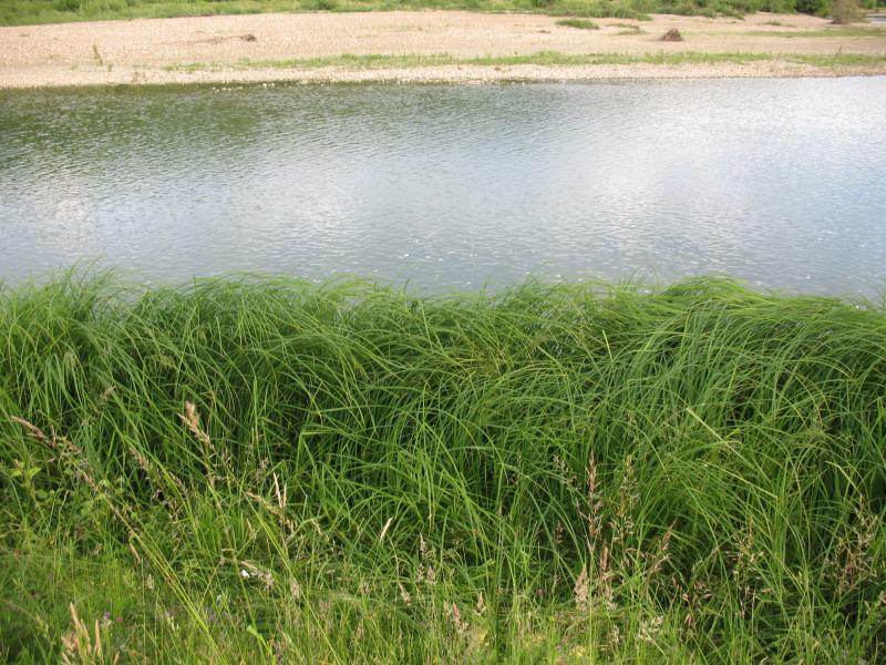 Перевозець - Перевозец