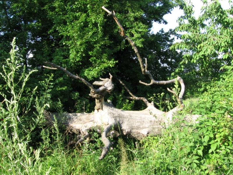 Лука 2005 - Лука-Мовчанська