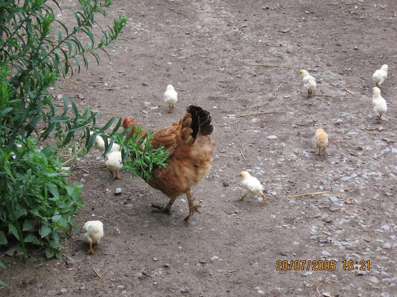 былое - Лука-Мовчанська