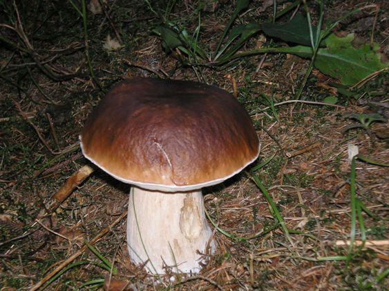 Гриби - Опака