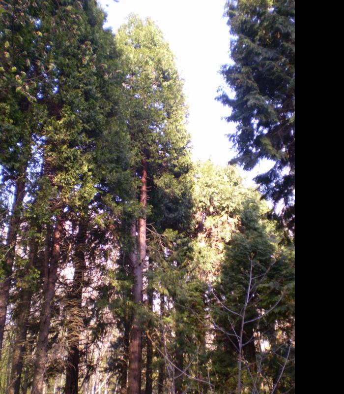 Березинка. Дендрарій. - Березинка