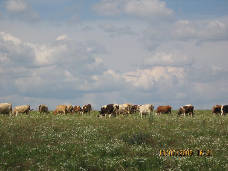 Лука 2005 - Лука-Молчанская