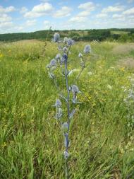 Фото села, в якому вже ніхто не живе...