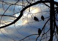 Ивчанские этюды