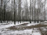 жемчужина леса