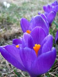 Гостиница 'Сокильское'