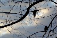 Ивчанские этюды