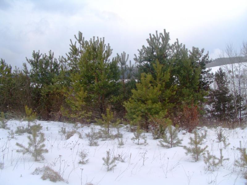 Зима - Росохи