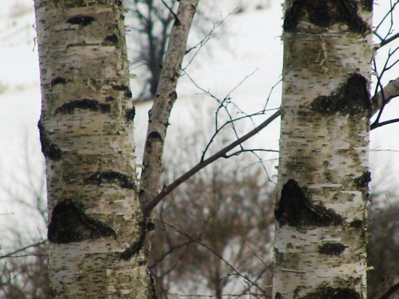 Зима - Росохи