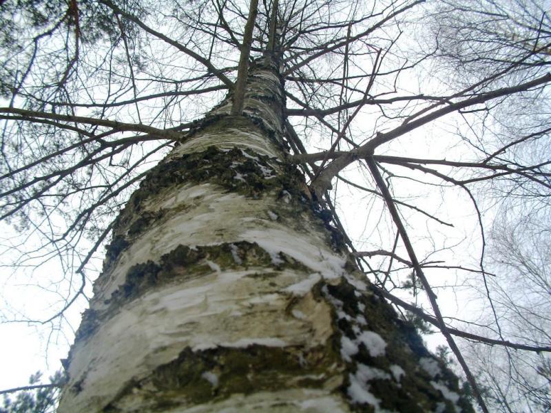 Зима - Росохи