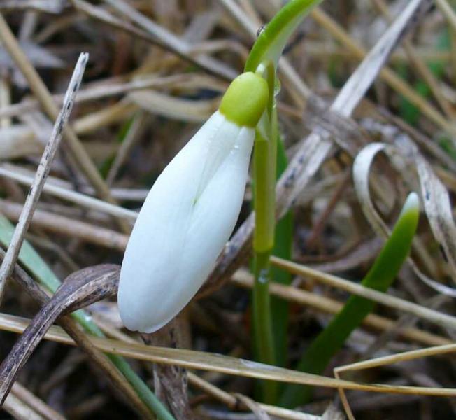 Мохначка - місяць березень - Мохначка