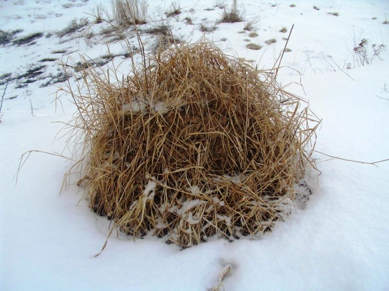 Зима - Росохи