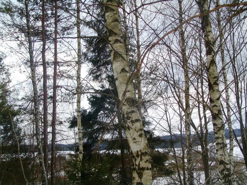 Зима - Росохи