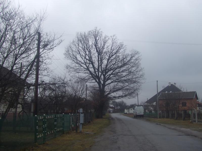 краєвид - Добрівляни