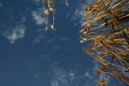 фастівські поля - Фастівка