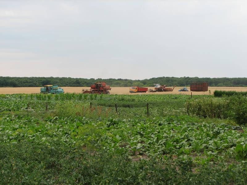 Фастівські поля - Фастівка