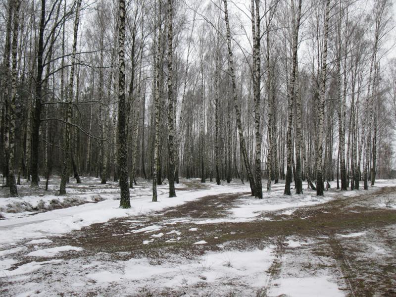 жемчужина леса - Усово