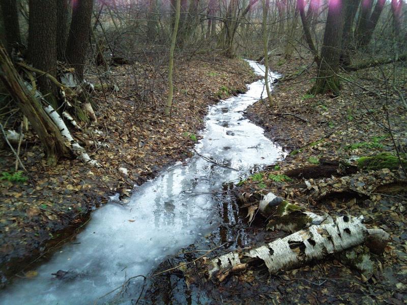 Мохначка - місяць березень - Мохначка