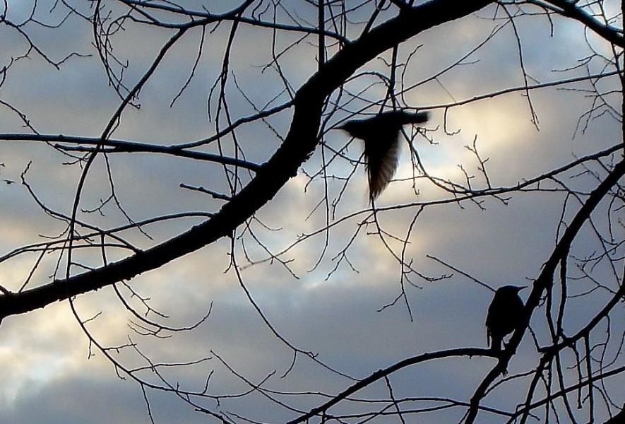 Ивчанские этюды - Ivcha