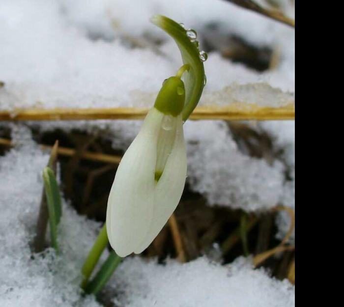 Мохначка - місяць березень - Мохначка