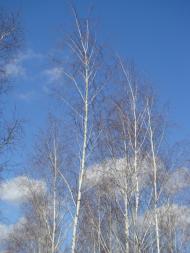 Весна прийшла