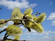 Весна прийшла