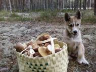 природа та традиції