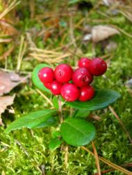 природа та традиції